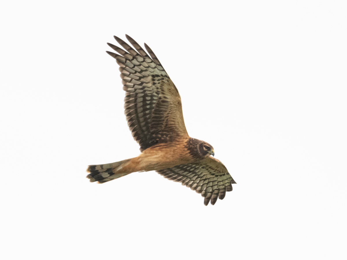 Northern Harrier on Winter Hunting Ground